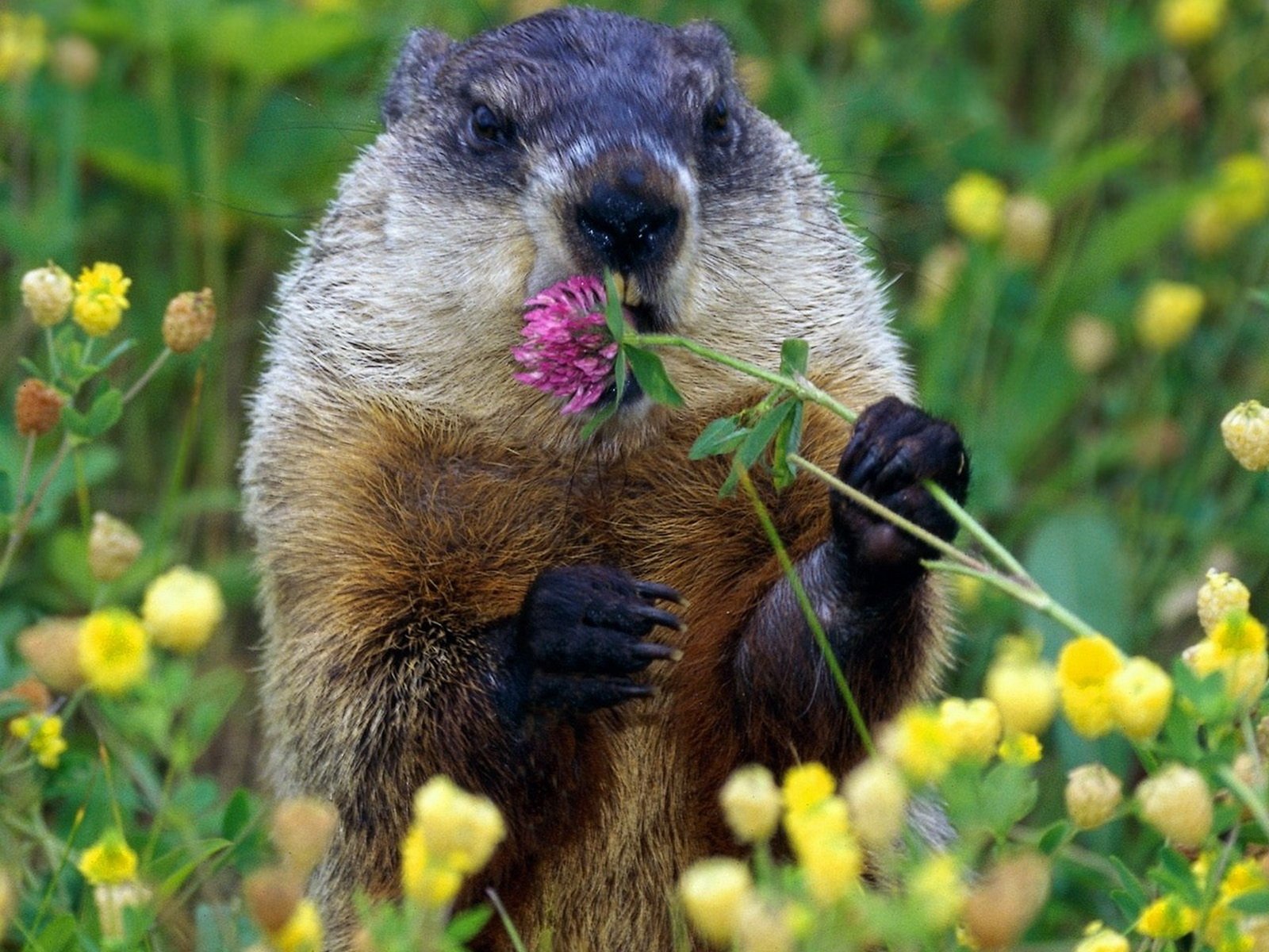Groundhog animal nibbling a pink clover in a field of yellow wildflowers — HD PC desktop wallpaper background.