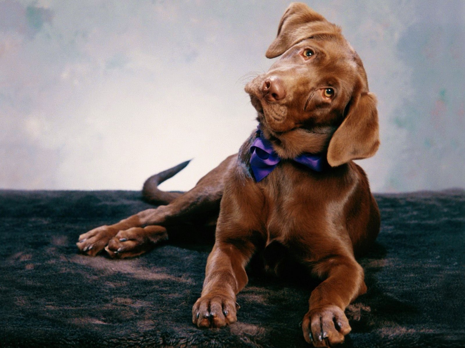 A charming dog with a playful expression and a purple bow tie lies on a dark surface, creating a delightful HD desktop wallpaper and background.