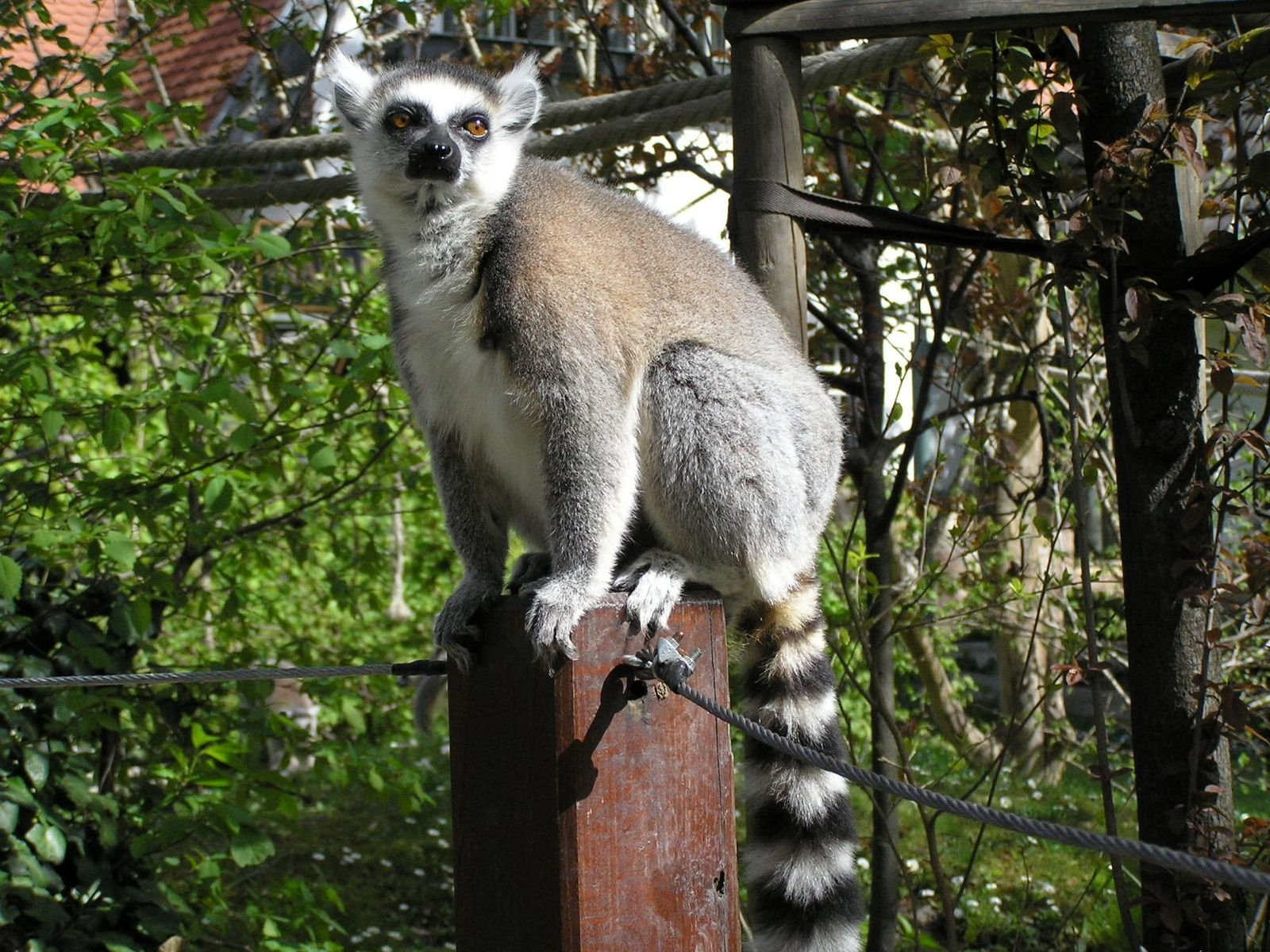 Download Animal Lemur Wallpaper