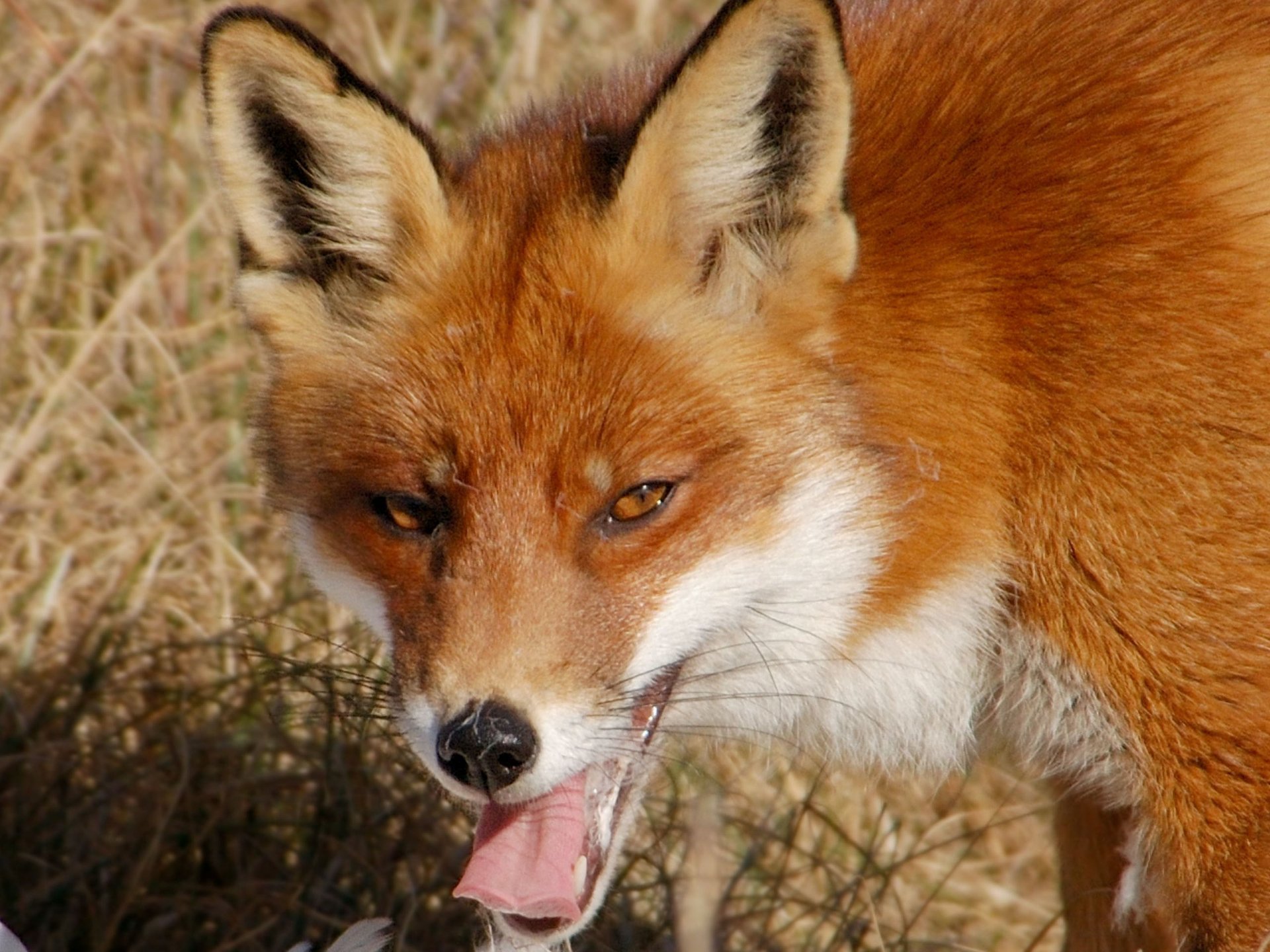 HD PC desktop wallpaper featuring a close-up of a red fox with detailed fur and alert eyes in a natural outdoor setting.