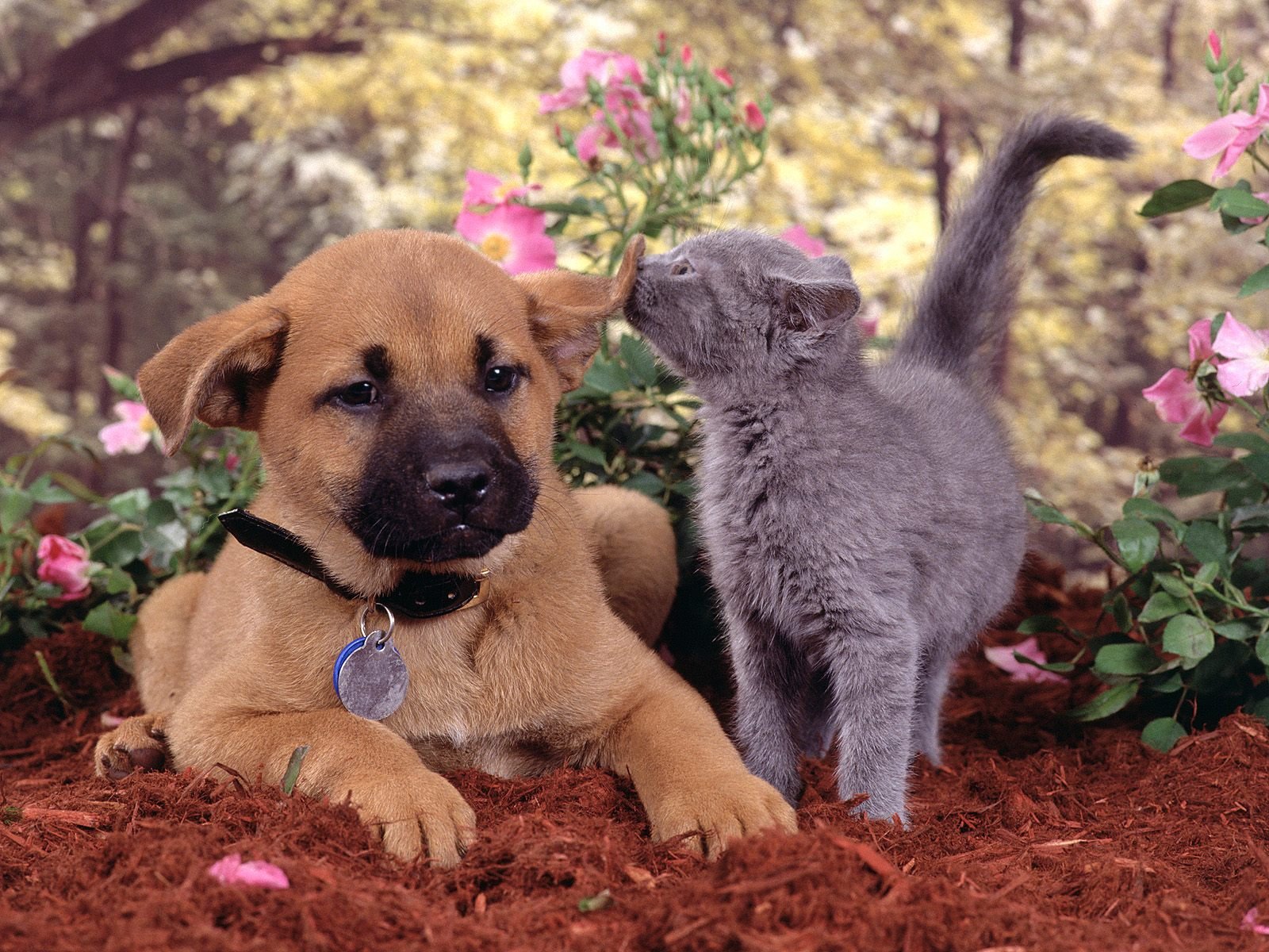 HD PC desktop wallpaper featuring a cute puppy and gray kitten interacting among pink flowers in a soft, natural garden setting.