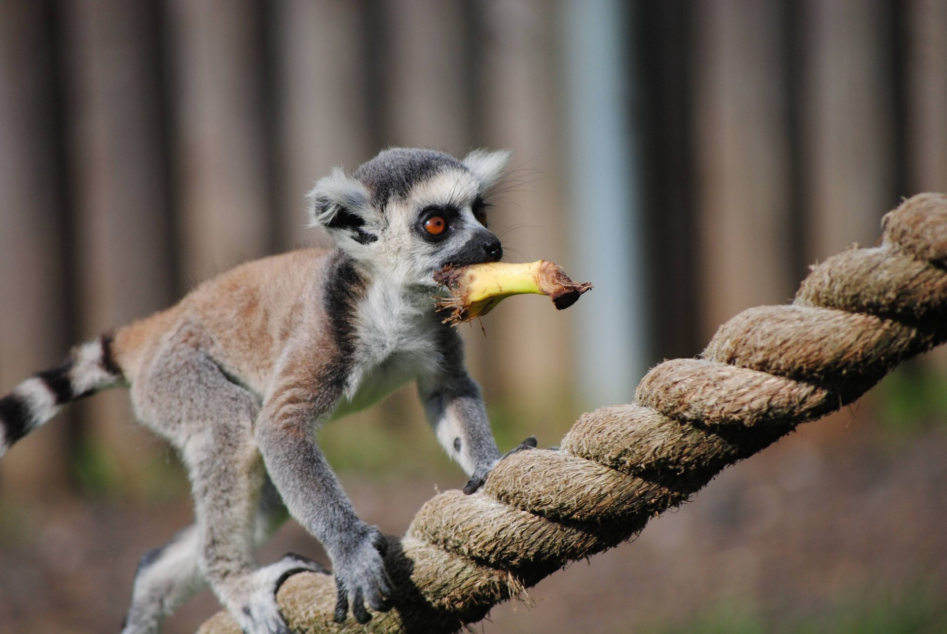Download Animal Lemur 4k Ultra HD Wallpaper
