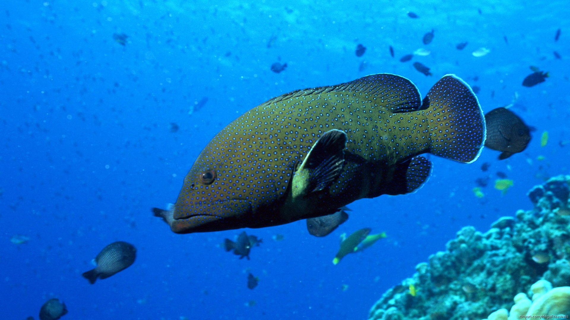 Download Underwater Animal Fish HD Wallpaper | 1920x1080 | Wallpaper Abyss