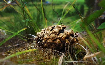 nature pine cone HD Desktop Wallpaper | Background Image