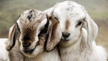 HD desktop wallpaper featuring a close-up of two young goats with soft fur, showcasing their gentle expressions and natural colors.