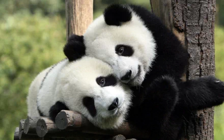 HD wallpaper featuring two pandas cuddling on a wooden structure with a green, blurred background.