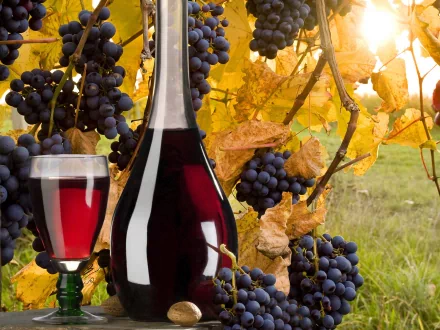 food wine HD Desktop Wallpaper | Background Image