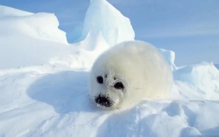 Animal seal HD Desktop Wallpaper | Background Image