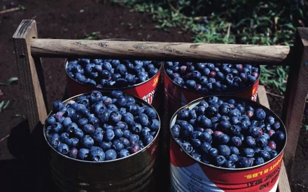 food blueberry HD Desktop Wallpaper | Background Image