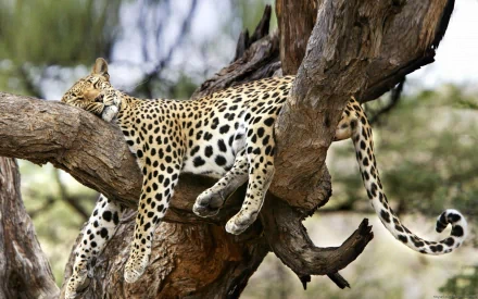A serene leopard sleeps peacefully on a tree branch, its spotted coat contrasting with the natural surroundings, creating a stunning HD desktop wallpaper and background.