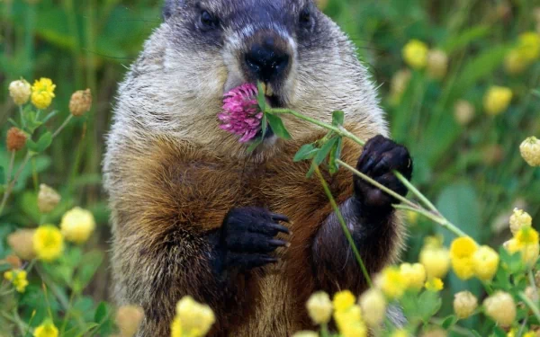 Groundhog animal nibbling a pink clover in a field of yellow wildflowers — HD PC desktop wallpaper background.