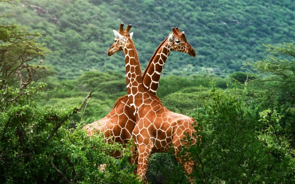 Two giraffes gracefully stand among lush greenery in this stunning HD desktop wallpaper, showcasing their distinctive patterns and serene environment.