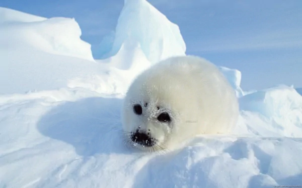 HD PC desktop wallpaper featuring a close-up of a fluffy white seal pup resting on snow with icy formations in the background under a clear blue sky.