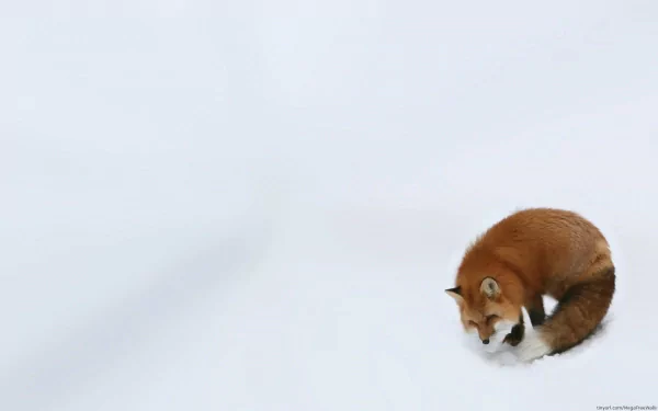 HD desktop wallpaper featuring a red fox curled up in a snowy winter landscape.