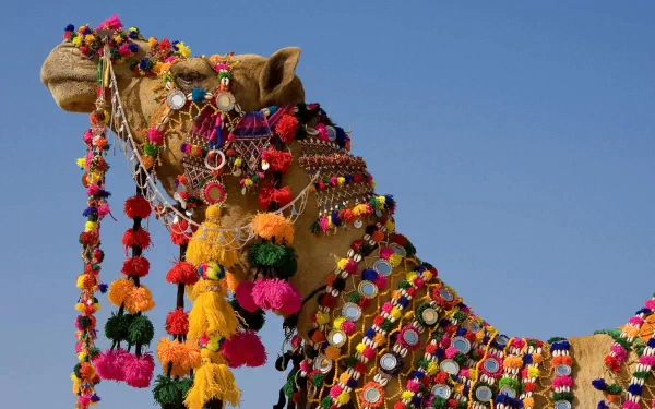 A colorful camel adorned with vibrant decorations stands against a clear blue sky, showcasing its intricate accessories in this stunning 4K Ultra HD wallpaper.