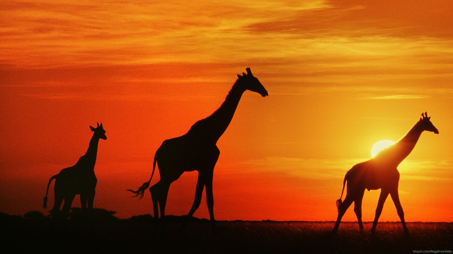 Giraffe Silhouettes At Fiery Orange Sunset HD Wallpaper 1920x1080 