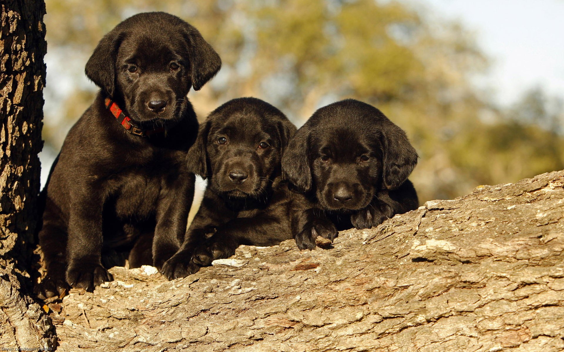 Three adorable black puppies playfully perched on a log, surrounded by nature, creating a charming and captivating HD desktop wallpaper.