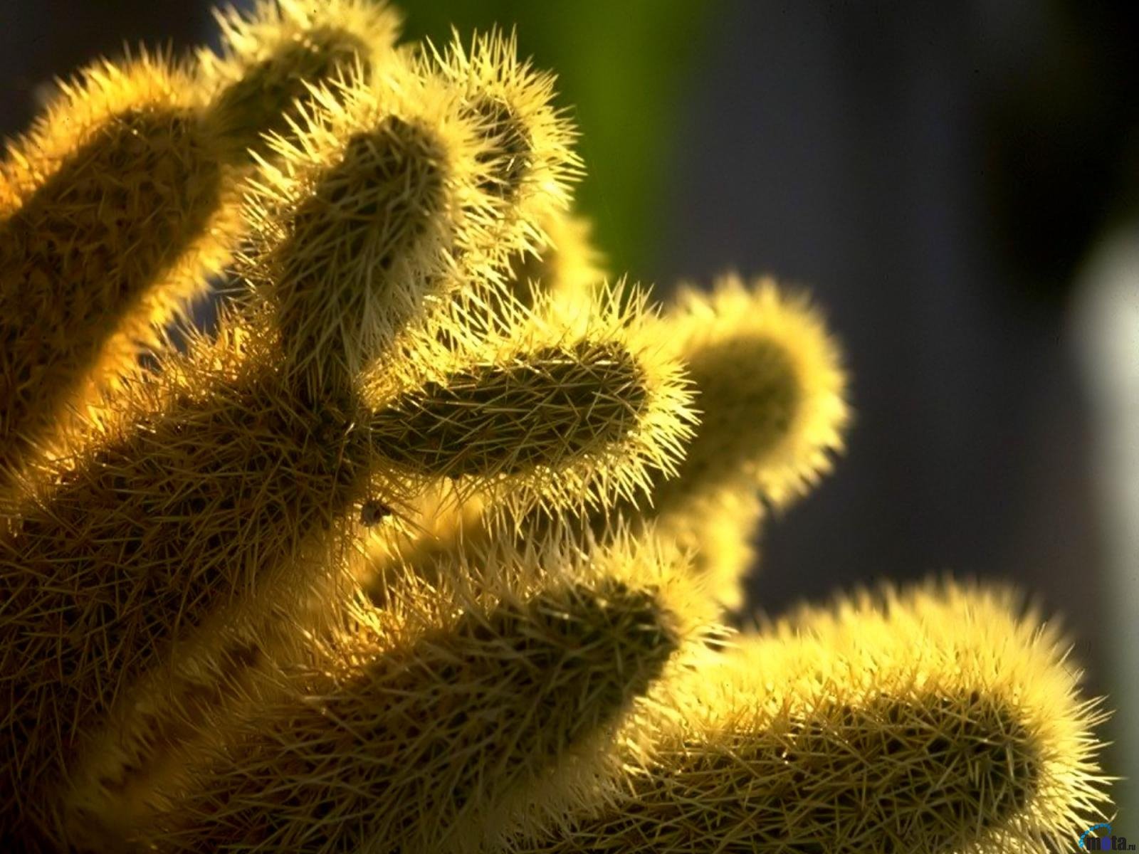 nature-cactus-wallpaper