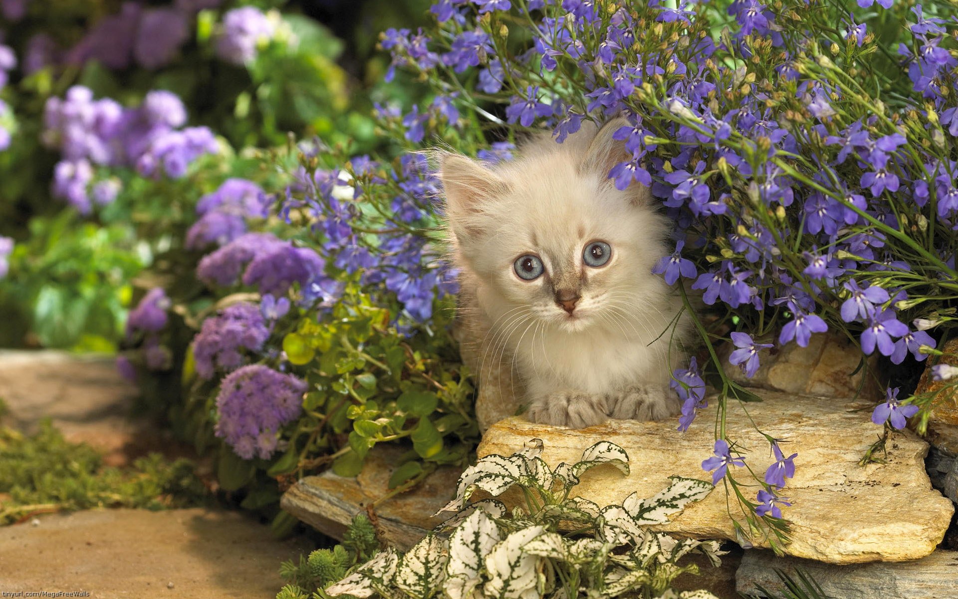 A cute kitten nestled among vibrant purple flowers, captured in an HD PC desktop wallpaper showcasing the charm of a small cat in a colorful garden setting.