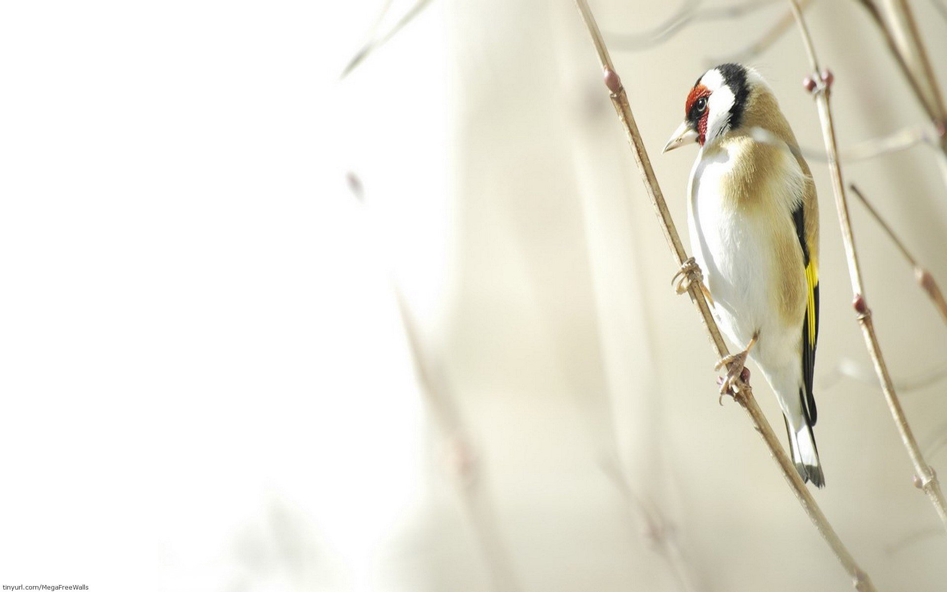 Download Branch Animal Bird HD Wallpaper by Scott Ford