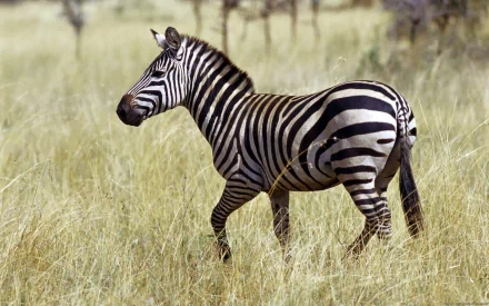 HD PC desktop wallpaper background featuring an animal zebra walking through tall golden grass, profile view showcasing bold black-and-white stripes.
