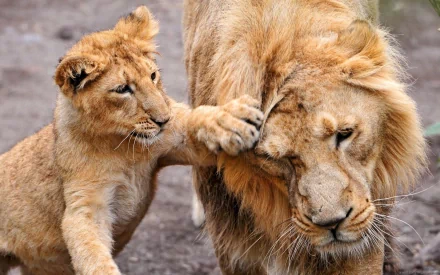 A high-definition desktop wallpaper featuring a lion cub playfully patting an adult lion's face, creating a touching moment between the animals against a natural background.