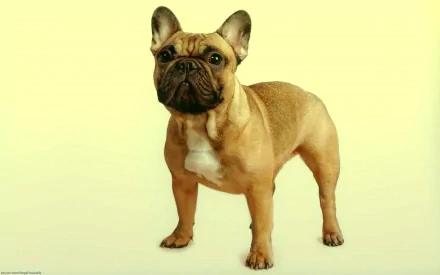 HD desktop wallpaper featuring a French Bulldog puppy standing against a light background, showcasing the adorable animal's distinctive features.