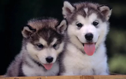 Two adorable husky puppies with fluffy fur and tongues sticking out, set against a soft-focus background. This HD desktop wallpaper captures their playful and endearing nature.