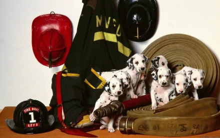 HD desktop wallpaper featuring a group of Dalmatian puppies surrounded by firefighter gear, including helmets and jackets, highlighting the baby animals in a cozy setting.