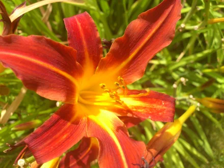 Close-up of a red-and-yellow daylily flower (lily) among green foliage, vivid nature detail — 2K Quad HD PC desktop wallpaper and background.