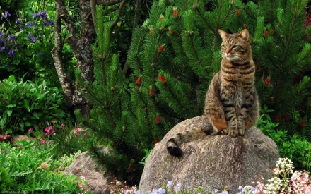 A high-definition desktop wallpaper featuring a tabby cat sitting on a large rock, surrounded by lush green plants and colorful flowers in a garden setting.