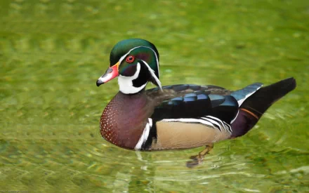A vibrant wood duck swims gracefully in clear water, showcasing its stunning plumage. This HD image serves as an eye-catching desktop wallpaper and background.