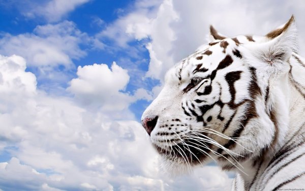 Animal White Tiger Cats Tiger Cat HD Wallpaper | Background Image