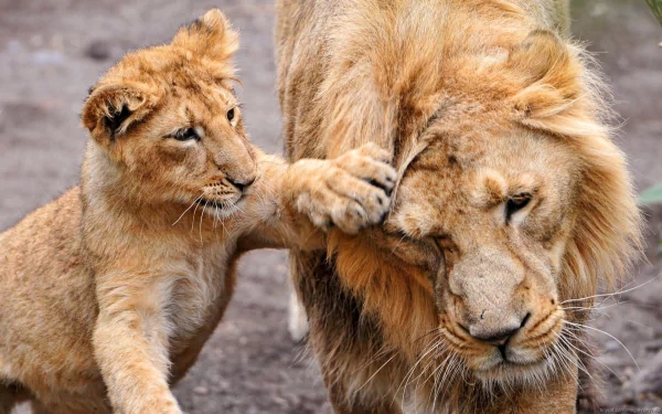 A high-definition desktop wallpaper featuring a lion cub playfully patting an adult lion's face, creating a touching moment between the animals against a natural background.