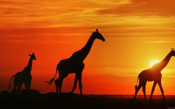 Animal Giraffe orange Sunset Silhouette HD Wallpaper | Background Image