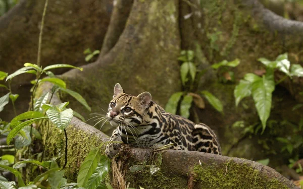 An ocelot rests among lush greenery and tree roots, captured in stunning HD detail, creating an engaging desktop wallpaper and background for animal lovers.
