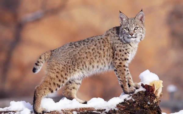 A bobcat stands gracefully on a snowy log, showcasing its distinct spotted fur and keen gaze, creating a striking HD desktop wallpaper.