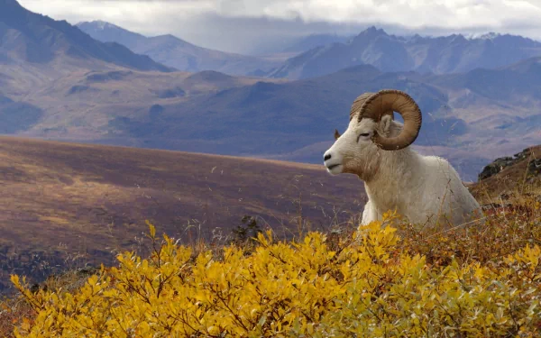 HD desktop wallpaper featuring a mountain landscape with a ram resting among yellow shrubs under a cloudy sky.