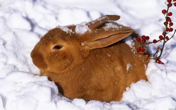 bunny Animal rabbit HD Desktop Wallpaper | Background Image