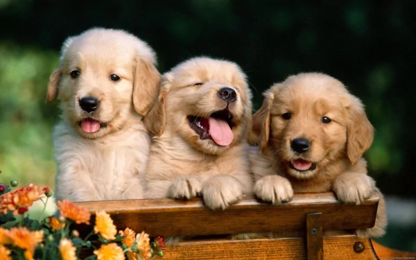 HD desktop wallpaper of three adorable golden retriever puppies sitting in a wooden box with colorful flowers in the foreground and a blurred green background.