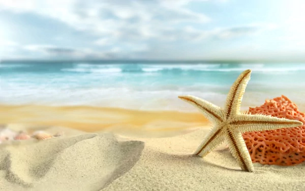 Animal starfish HD Desktop Wallpaper | Background Image
