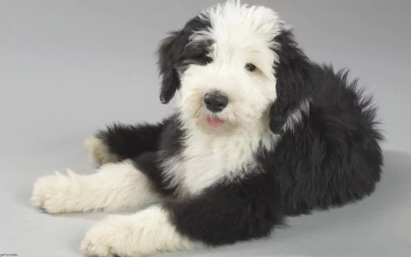 Fluffy, cute Old English Sheepdog puppy lying down with a black-and-white coat — animal portrait, HD PC desktop wallpaper background.