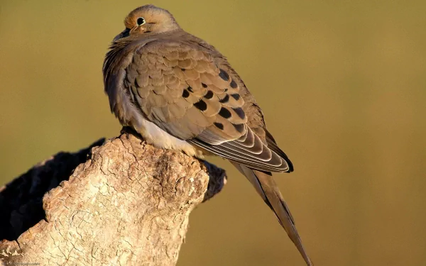 HD desktop wallpaper featuring a close-up of a mourning dove, also known as a turtle dove, perched on a textured tree stump against a soft, blurred background.