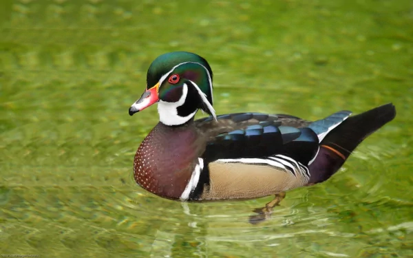 A vibrant wood duck swims gracefully in clear water, showcasing its stunning plumage. This HD image serves as an eye-catching desktop wallpaper and background.
