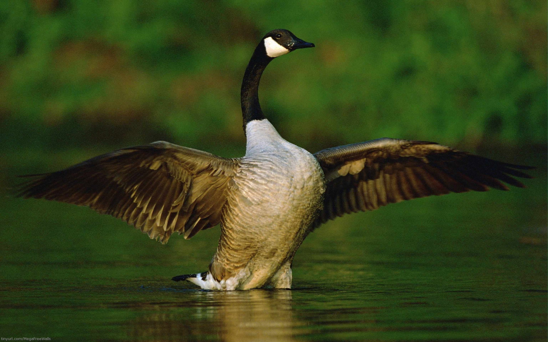 goose desk top