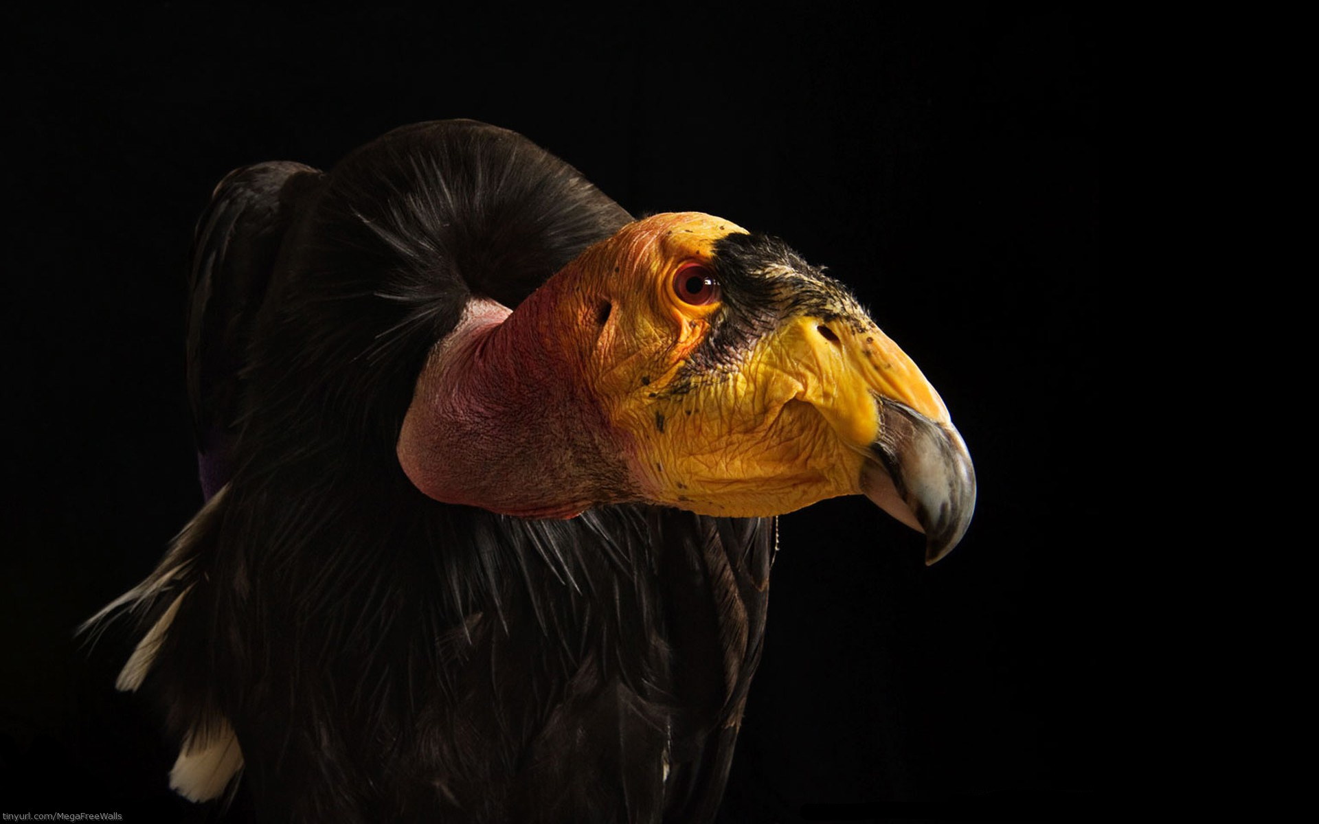 Animal Vulture HD Wallpaper | Background Image