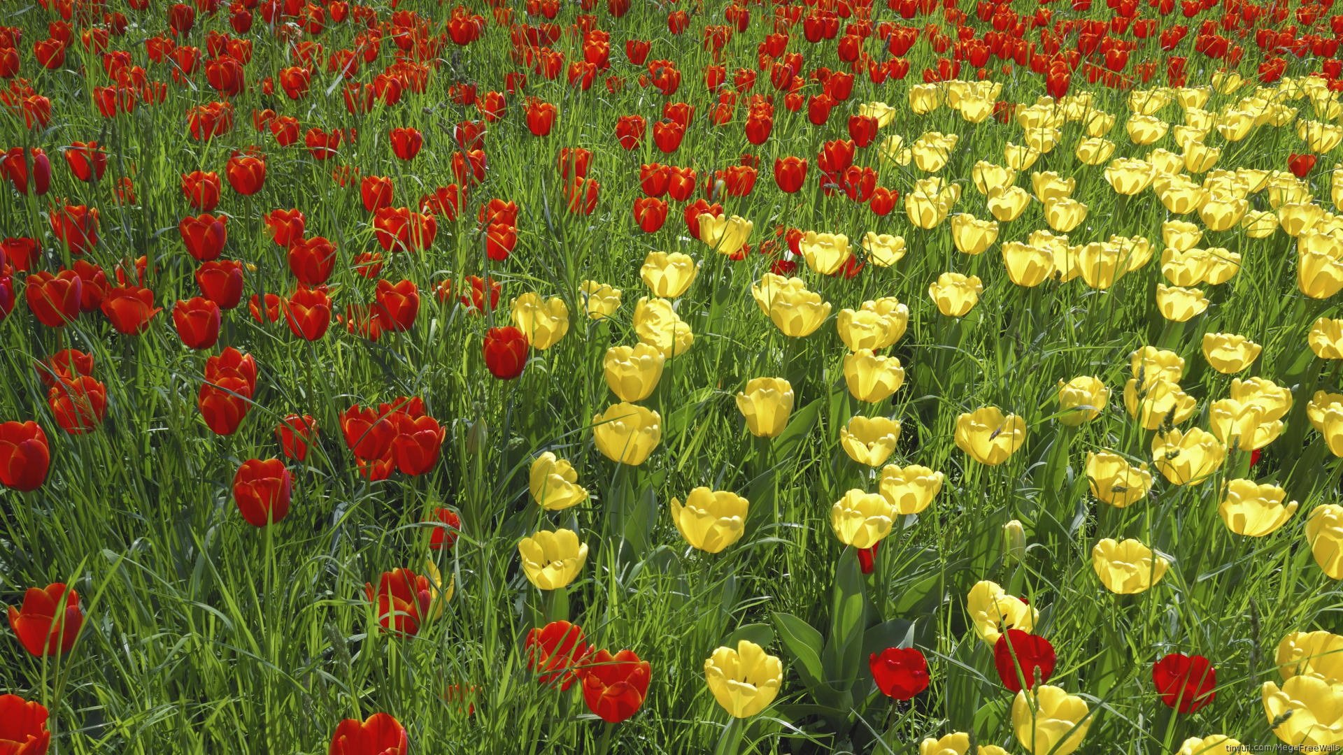 Download Nature Flower Yellow Flower Red Flower Tulip HD Wallpaper ...