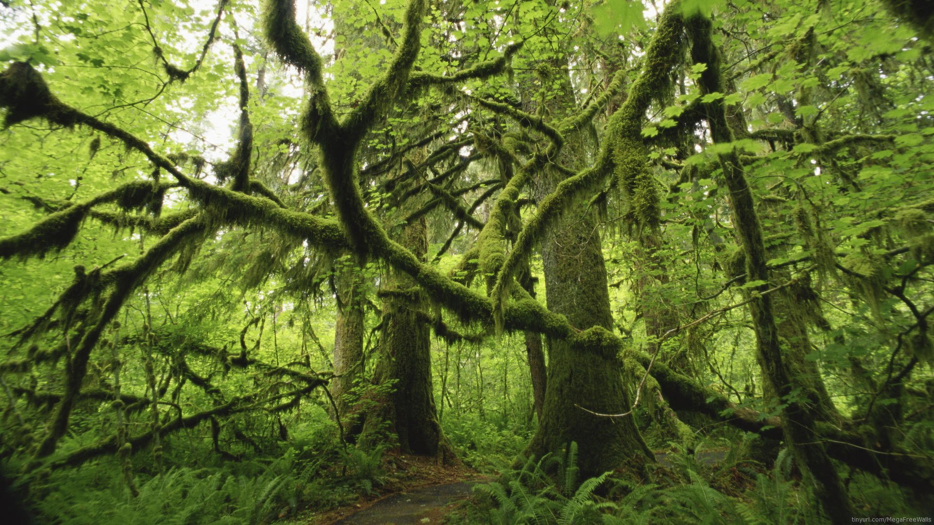 Moss-draped ancient trees and ferns form a verdant, misty forest scene — nature, moss; HD PC desktop wallpaper and background.