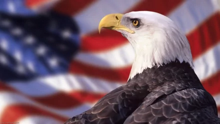 HD desktop wallpaper featuring a majestic bald eagle with a sharp gaze, set against a blurred background of the American flag.