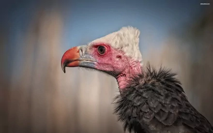 Animal vulture HD Desktop Wallpaper | Background Image